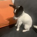 Mini Jack Russell -5