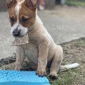 Red Cattle Puppies -3