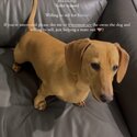 FOR SALE: 7 Month Old Dashchund Miniature 2166 NSW-0