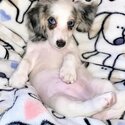 Dachshund Puppies and Adult  for Free adoption-3