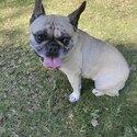 Lovable French Bulldog -3