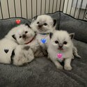 RAGDOLL KITTENS-5