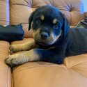 Purebred Rottweiler needs new home-4