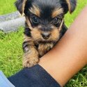 Yorkshire Terrier Puppies for sale-0