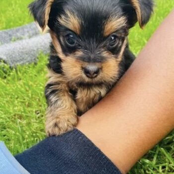 Yorkshire Terrier Puppies for sale