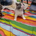 Purebreed british shorthair kittens-1