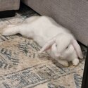 White Netherland Dwarf Rabbit-1