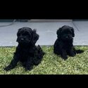 Toy Cavoodle Puppies-5