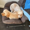 2 Beautiful Cavoodles (no longer available)-1