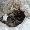 Two Tabby cats looking for a loving home-3