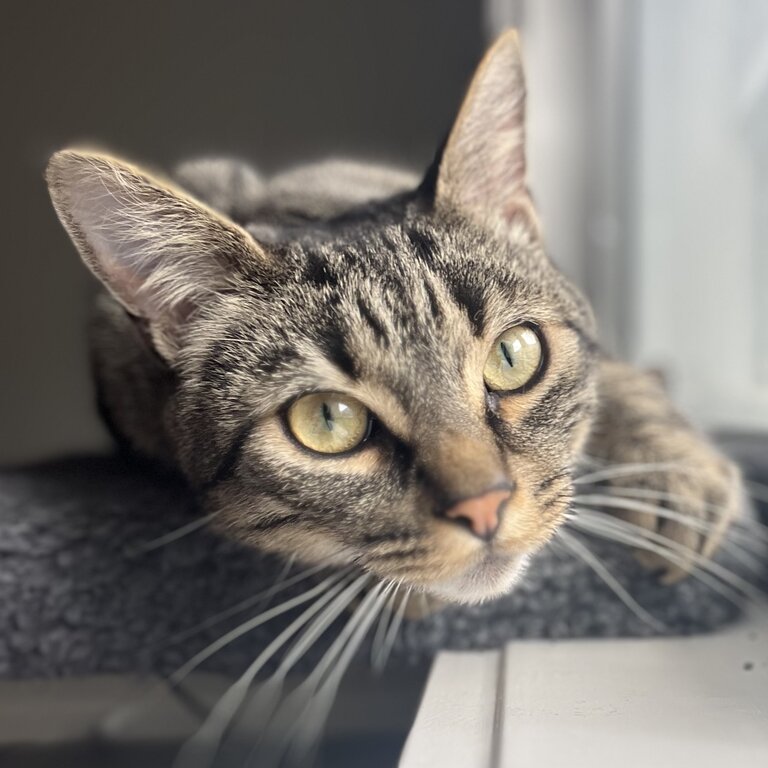 Bengal/Tabby Cat (3 Years old)