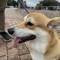 Beautiful &quot;Willow&quot; Boy - Corgi Pembroke-1