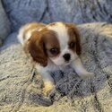 Cavalier King Charles Spaniel-3