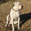 American bulldog -3