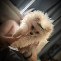 Miniature Pomeranian-0