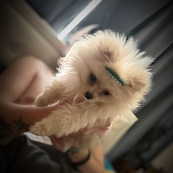 Miniature Pomeranian