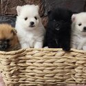 Adorable Purebred Pomeranian Puppies-0