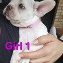 French bulldog Pups -2