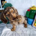 Dachshund Puppies and Adult  for Free adoption-2