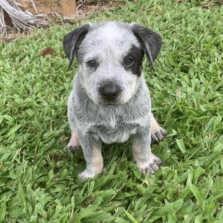 Blue Cattle Dog Pups For Sale