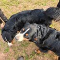 Reputable healthy Bernese Mountain puppies available Reputable healthy Bernese -0