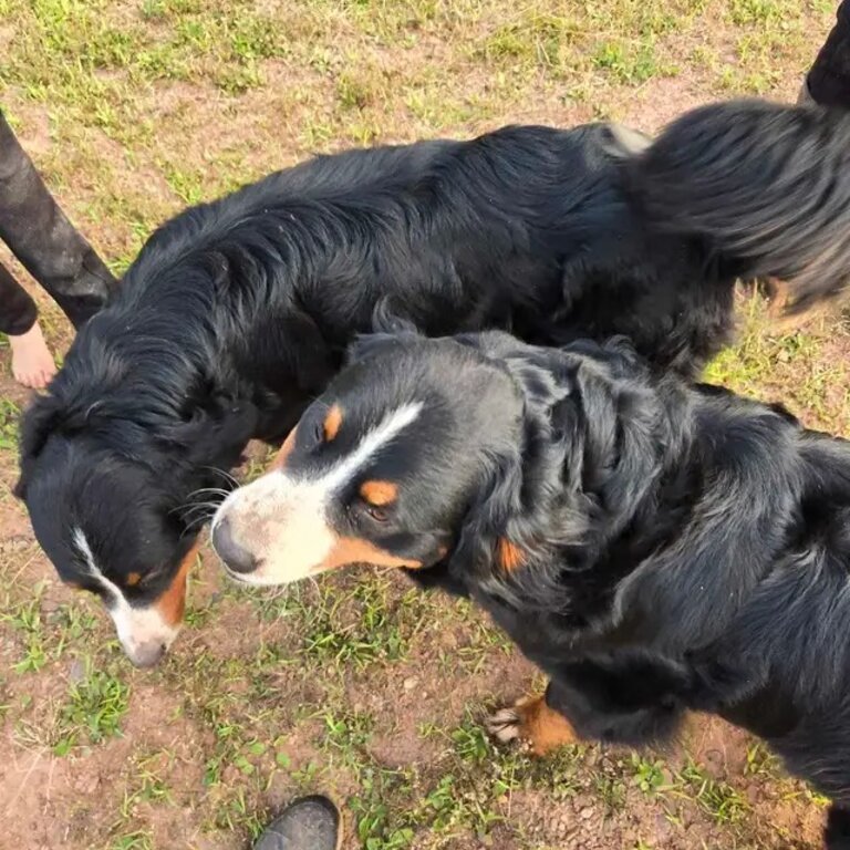 Reputable healthy Bernese Mountain puppies available Reputable healthy Bernese 