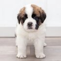 Adorable White and brown Saint Bernard puppies for sale-0