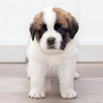 Adorable White and brown Saint Bernard puppies for sale