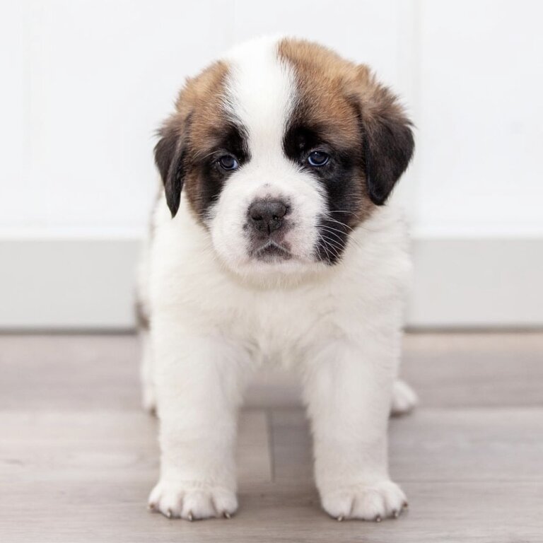 Adorable White and brown Saint Bernard puppies for sale