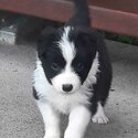 Pedigree Border Collie puppies-1