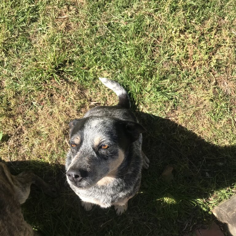 2x blue cattle dogs