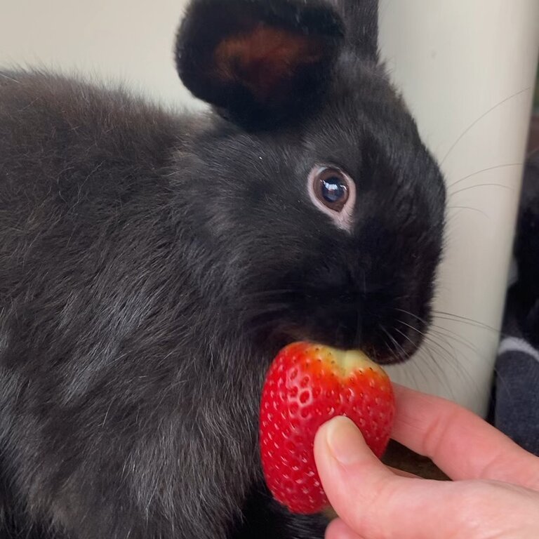 Beautiful black mini lop x Netherland Rabbit