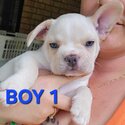 French bulldog Pups -4