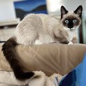 Adorable Birman Kitten-4