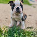 Happy Healthy Bloodline Boston Terrier Puppies Available For New Homes-3