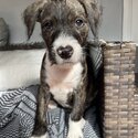 10wk old STAFFY X WIRED HAIR TERRIER puppies for adoption-1