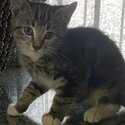 3 months old tabby for sale -0