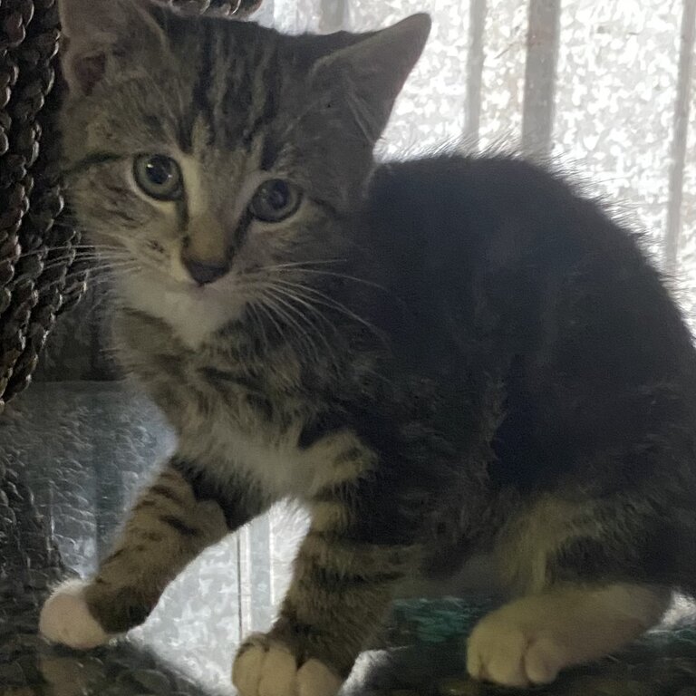 3 months old tabby for sale 