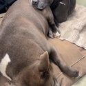 Pretty, loyal, intact blue 5yo Staffy - Saphire-2