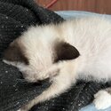 Extremely affectionate rare laperm male kitten.-2