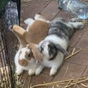 FREE lop-eared bunnies Milly &amp; Angus - seeking loving home together!-4