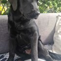 Labrador older puppy-2