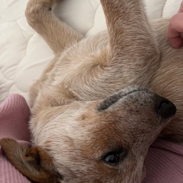 Red cattle puppy 