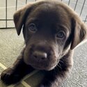 Purebred Labrador puppies-5