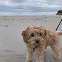 Cute princess Cavoodle for adoption -3