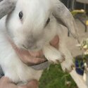 Year old rabbits need homing, toilet trained-1