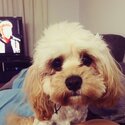 Loving Cavoodle rehome -2