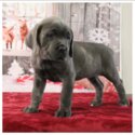 Pure Cane Corso-2