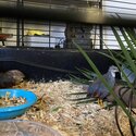 2 x Male King Quails -3