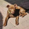 American Staffy Pup, DOB Aug 2023, Chipd &amp; Vaxd-0